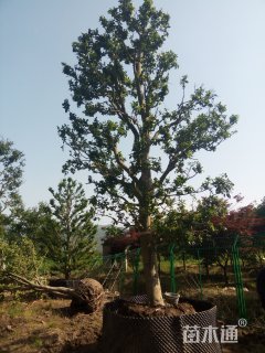 高度400厘米日本茶梅