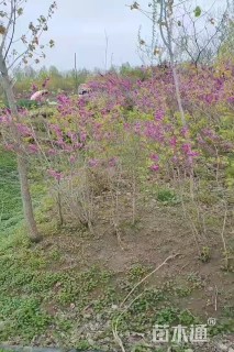 高度180厘米紫荆