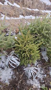 高度100厘米青海云杉