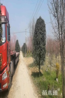 9公分乐东拟单性木兰