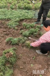 高度25厘米沿阶草