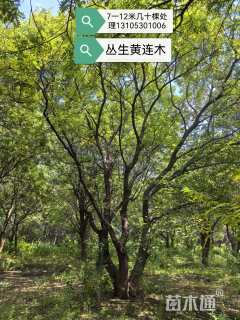 20公分朴树