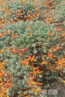 高度10厘米鹦鹉嘴百脉根