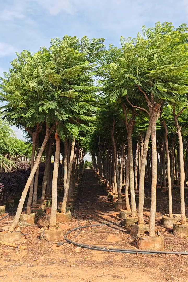 6公分蓝花楹