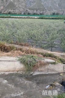 1.5公分油橄榄