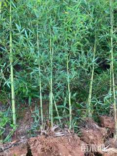 2公分青竹复叶槭