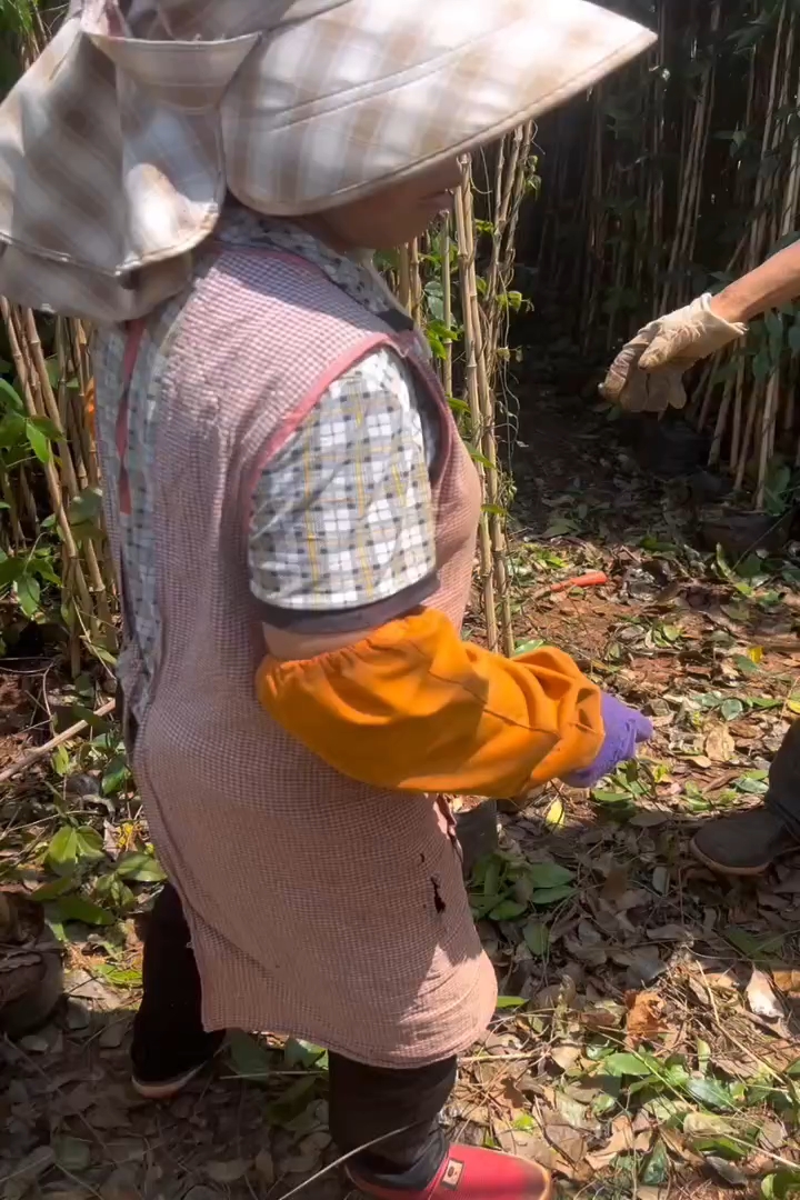 高度20厘米牵牛花