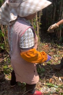 高度20厘米牵牛花
