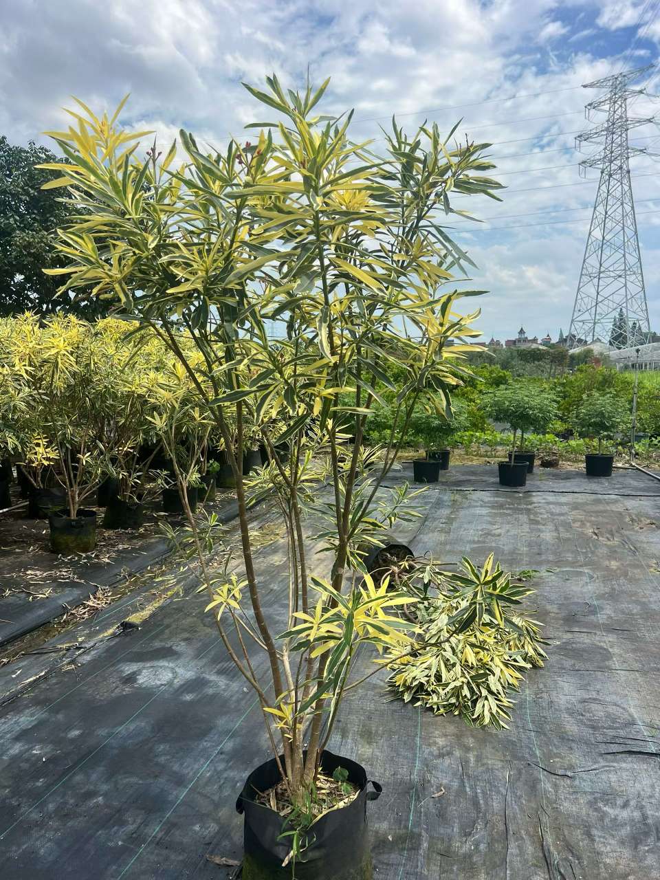 高度100厘米花叶夹竹桃