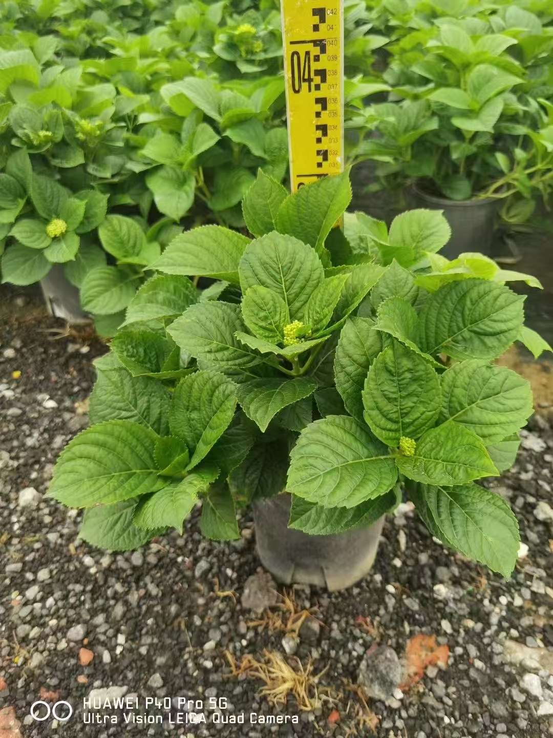 高度30厘米绣球
