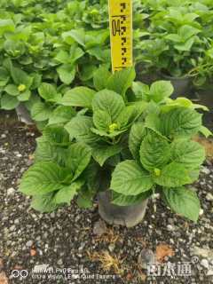 高度30厘米绣球