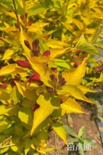 高度40厘米锦带