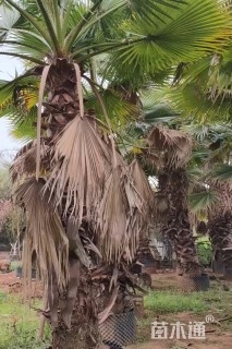 裸干高300厘米华棕