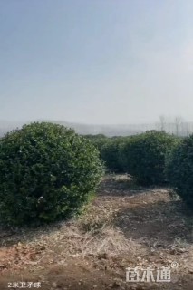 冠幅200厘米冬青球