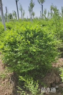 冠幅100厘米水蜡球