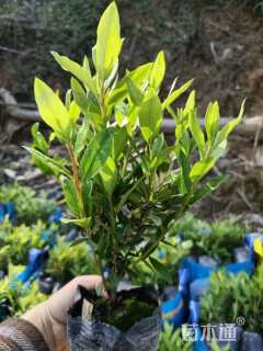 高度30厘米春鹃小苗