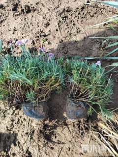 高度10厘米彩虹石竹