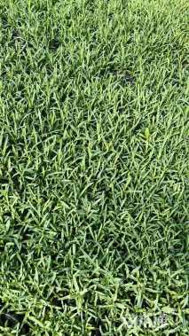 地被石竹种子地被石竹种子