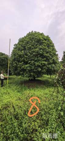 高度700厘米丛生桂花