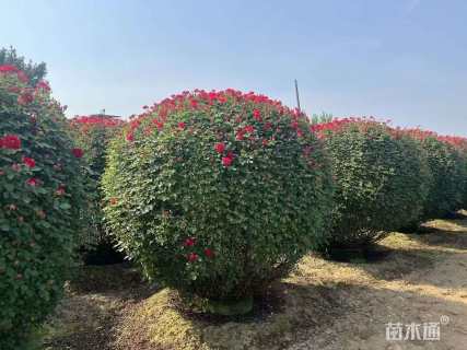 冠幅100厘米月季花球