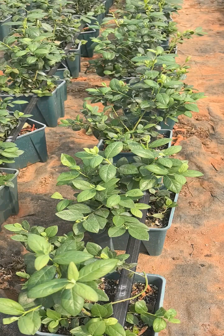高度30厘米蓝莓