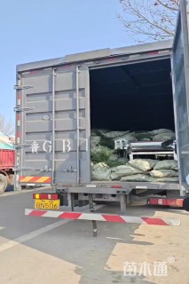 高度30厘米菊花