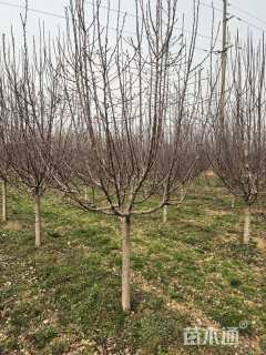 原生苗西府海棠