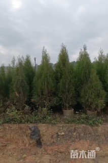 高度180厘米侧柏