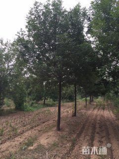 15公分白蜡