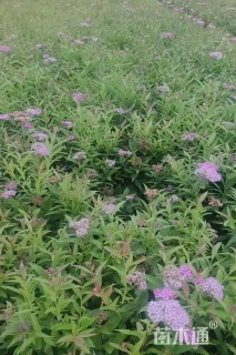 高度20厘米绣线菊