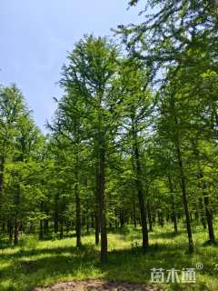 19公分中山杉
