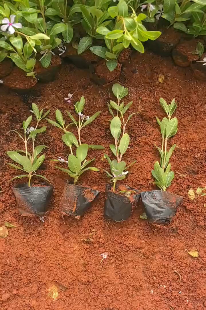 高度20厘米长春花