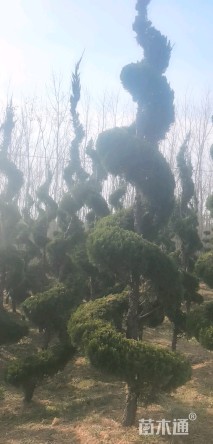 高度400厘米龙柏