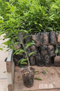高度60厘米柑橘小苗