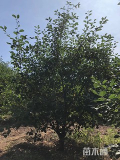 20公分八棱海棠