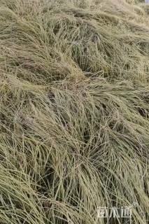 高度20厘米金叶苔草