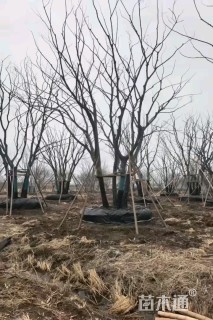 10公分(5杆)丛生朴树