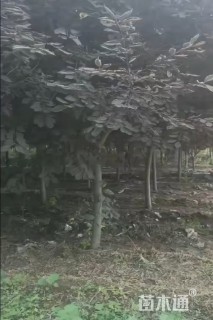 6公分加拿大红樱