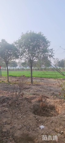 15公分大叶女贞