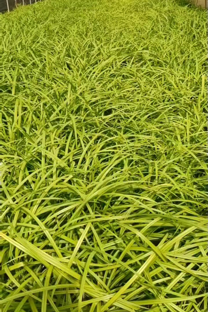 高度20厘米大花萱草