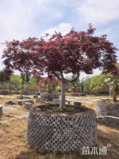 高度250厘米羽毛枫