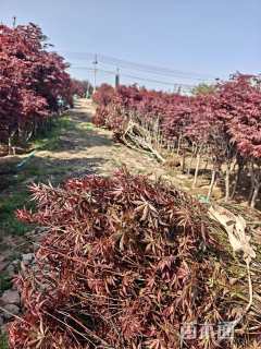 15公分日本红枫