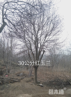 30公分红玉兰