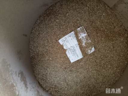 高羊茅