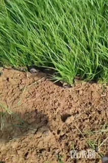 高度20厘米紫穗狼尾草