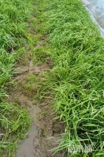 高度30厘米紫娇花