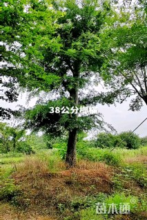 40公分榔榆