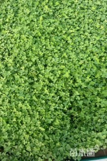 高度10厘米三叶草