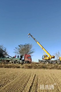12公分榆树