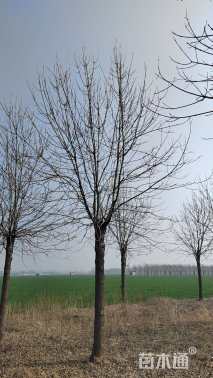 20公分秋紫白蜡